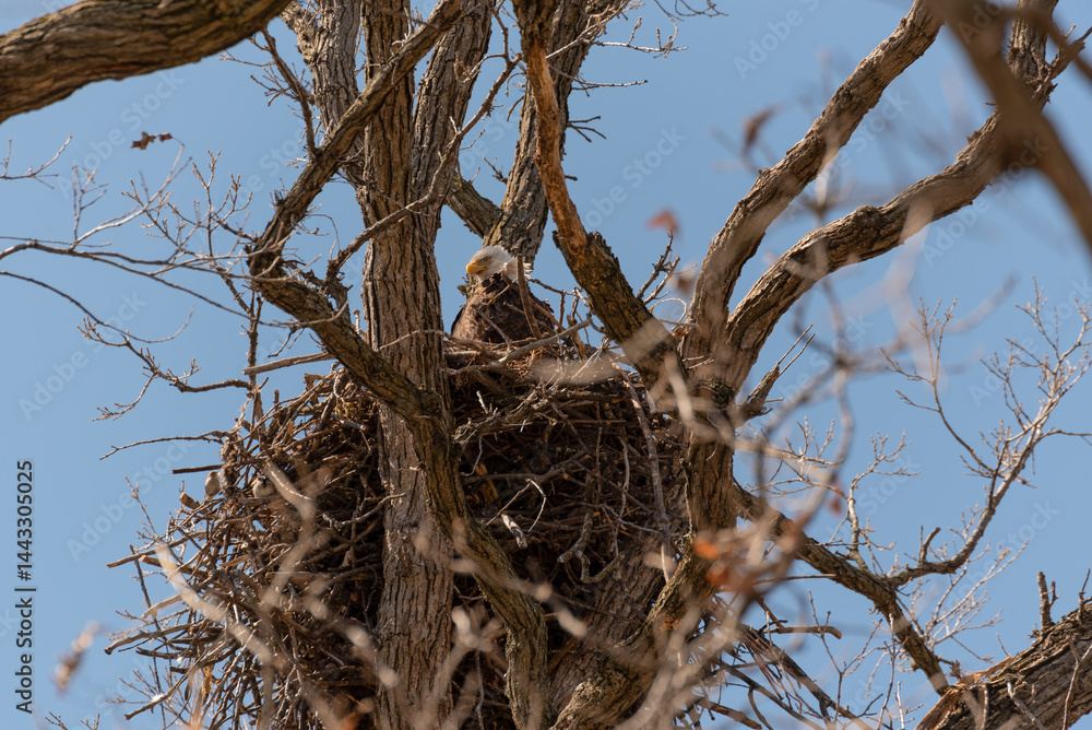 Bald Eagle Sitting In And Guarding Her Nest In A Huge Tree In Spring In Wisconsin