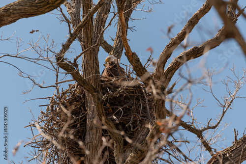 Obraz na płótnie Bald Eagle Sitting In And Guarding Her Nest In A Huge Tree In Spring In Wisconsin w salonie