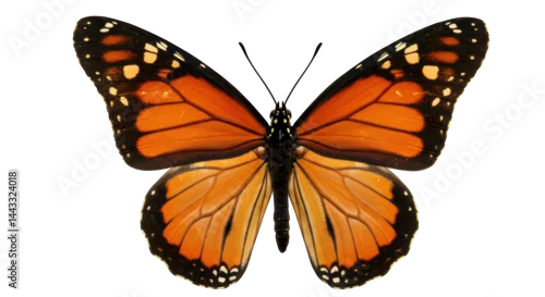 Obraz Isolated Monarch Butterfly with Open Wings