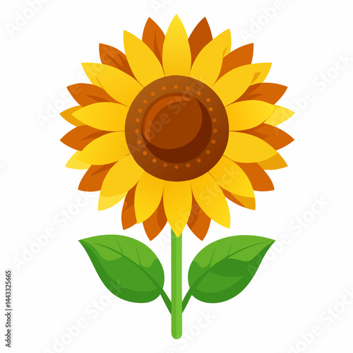 sunflower on white background