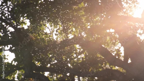Tiny midges flying against beautiful autumnal backlight. Fauna of the Adriatic Coast near Opatija, Croatia. Many little insects, mosquitoes and bugs dancing in the afternoon sunshine.