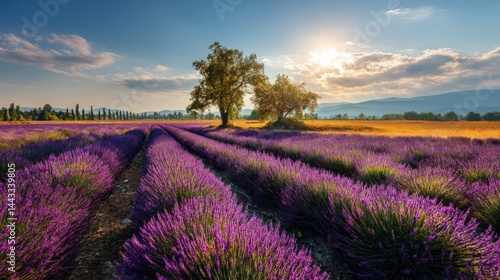 Wallpaper Mural Stunning Lavender Field at Sunset Picturesque Rows of Purple Flowers and Golden Wheat Field Torontodigital.ca