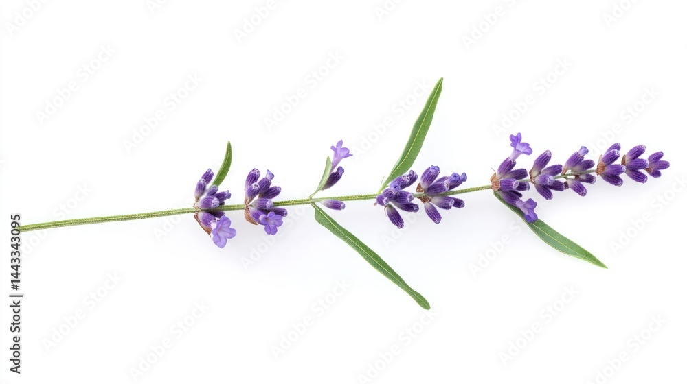 Obraz premium Lavender sprig on white background