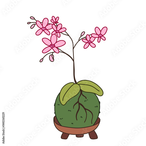 Kokedama. Japanese moss orchid plant. Home gardening vector illustration