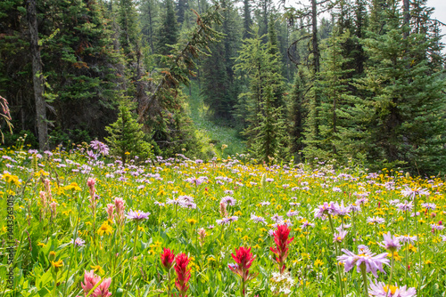 A field full of very colourful wildflowers on a warm sunny day on top of Sunshine Mountain in Banff National Park, Canada