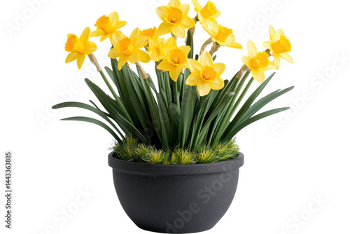 Wallpaper Mural Vibrant yellow daffodils in a dark gray pot a cheerful spring bouquet perfect for home d cor on transparent background Torontodigital.ca