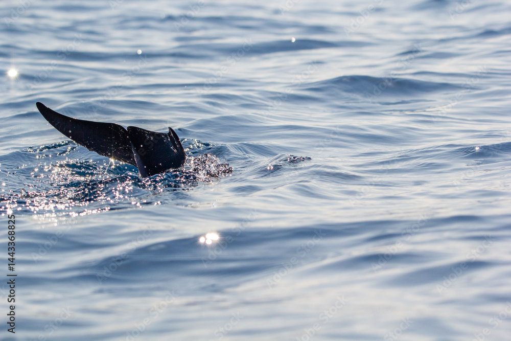 Fototapeta premium A Spinner Dolphins tails fin glistening in the sunlight