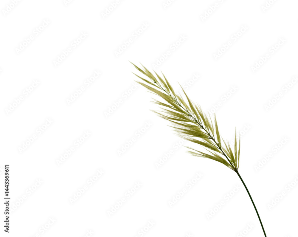 Fototapeta premium Delicate blades of grass swaying gently in an isolated field on plain white background, showcasing nature's beauty and simplicity with a minimalist aesthetic