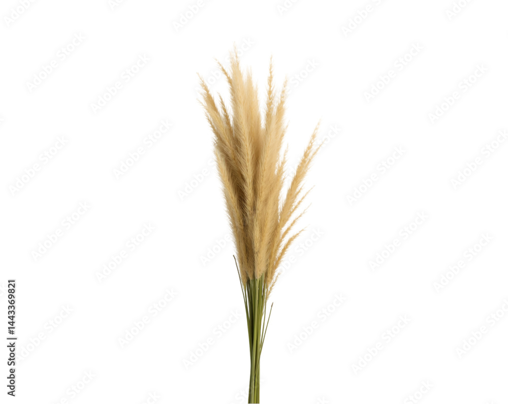 Delicate Bundle of Ornamental Grass, A minimalist botanical artwork showcasing the natural beauty of dried pampas grass on a plain isolated space Delicate Bundle of Ornamental Grass, A minimalist botanical artwork showcasing the natural beauty of dried pampas grass on a plain isolated space