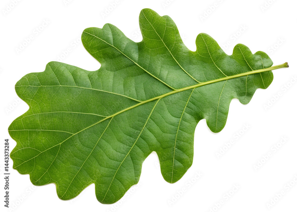Naklejka premium Single Vibrant Green Oak Leaf Isolated on Black Background Detailed Texture