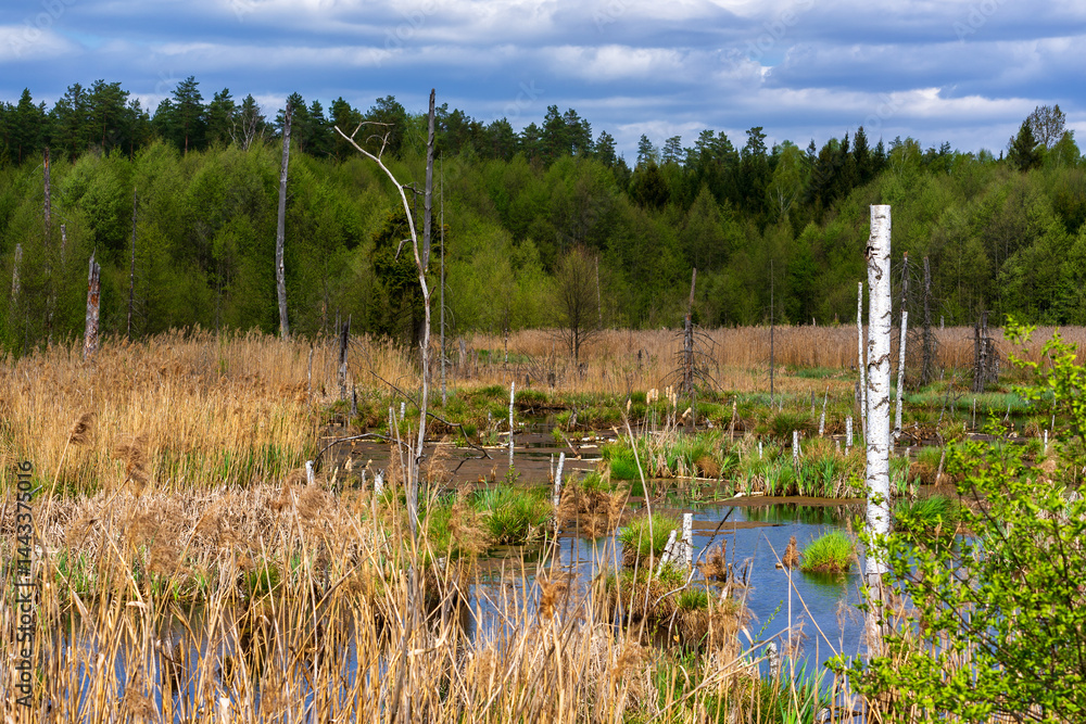 Wiosna na skraju Puszczy Knyszyńskiej , Podlasie, Polska