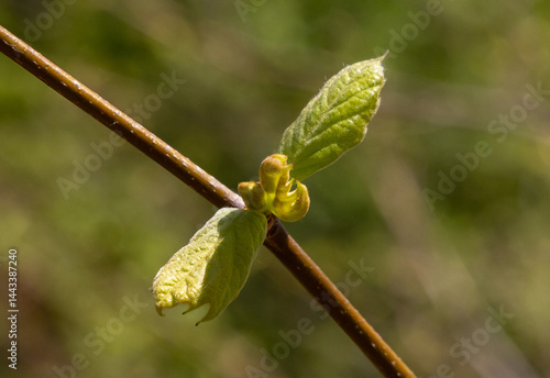 Close-up of buds and young leaves on a twig of Platanus acerifolia tree
