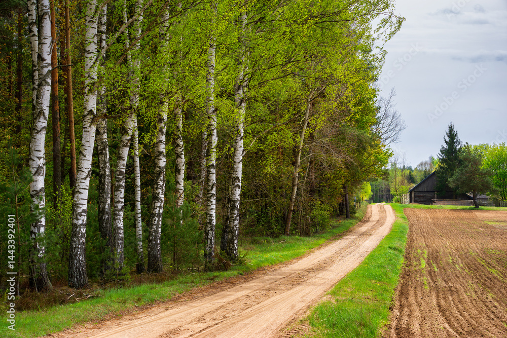 Wiosna na skraju Puszczy Knyszyńskiej , Podlasie, Polska