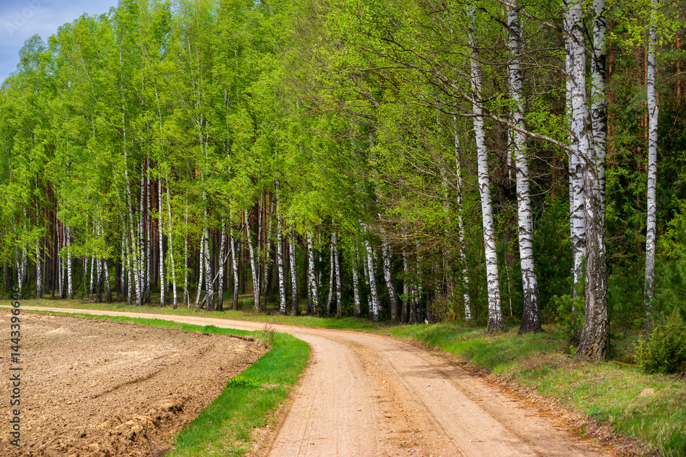 Wiosna na skraju Puszczy Knyszyńskiej , Podlasie, Polska