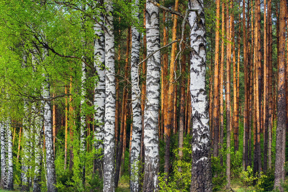 Wiosna na skraju Puszczy Knyszyńskiej , Podlasie, Polska
