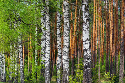 Wiosna na skraju Puszczy Knyszyńskiej , Podlasie, Polska