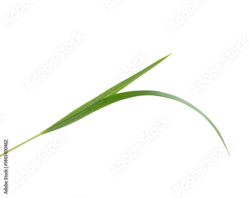 Elegant Curve, A Single Blade of Green Grass Isolated on a Pristine Plain White Background, Showcasing Nature's Delicate Beauty with a Clean and Minimalist Aesthetic