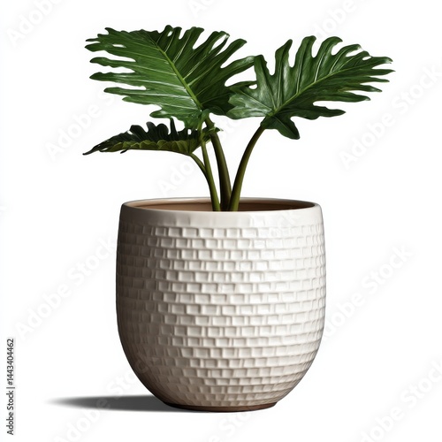 Lush Philodendron Plant in a Textured White Ceramic Pot, Enhancing Indoor Décor and Adding a Touch of Nature