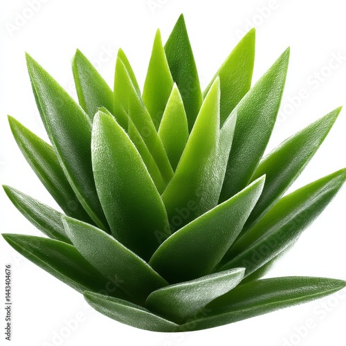 Obraz na płótnie Radiant Green Plant: A Close-Up View of Lush Leaves with a Textured Surface on a Clean White Background w salonie