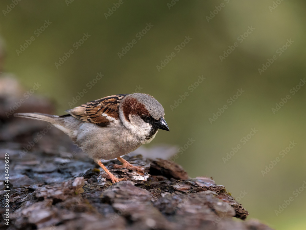 Male house sparrow standing on bark with soft green background.