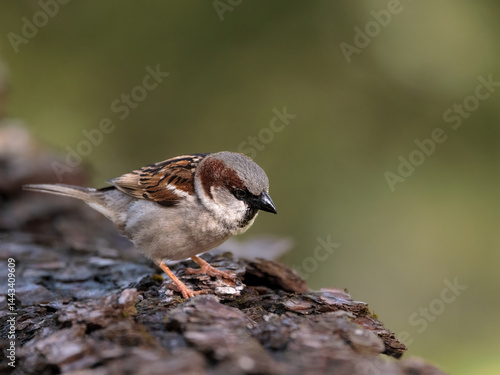 Obraz na płótnie Male house sparrow standing on bark with soft green background. w salonie