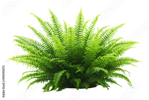 Lush green fern plant isolated on black background vibrant foliage detailed texture rich color on transparent background