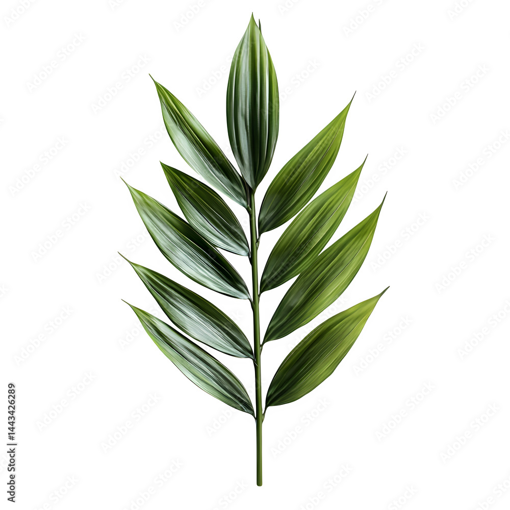 Fototapeta premium Bamboo leaves isolated on white background