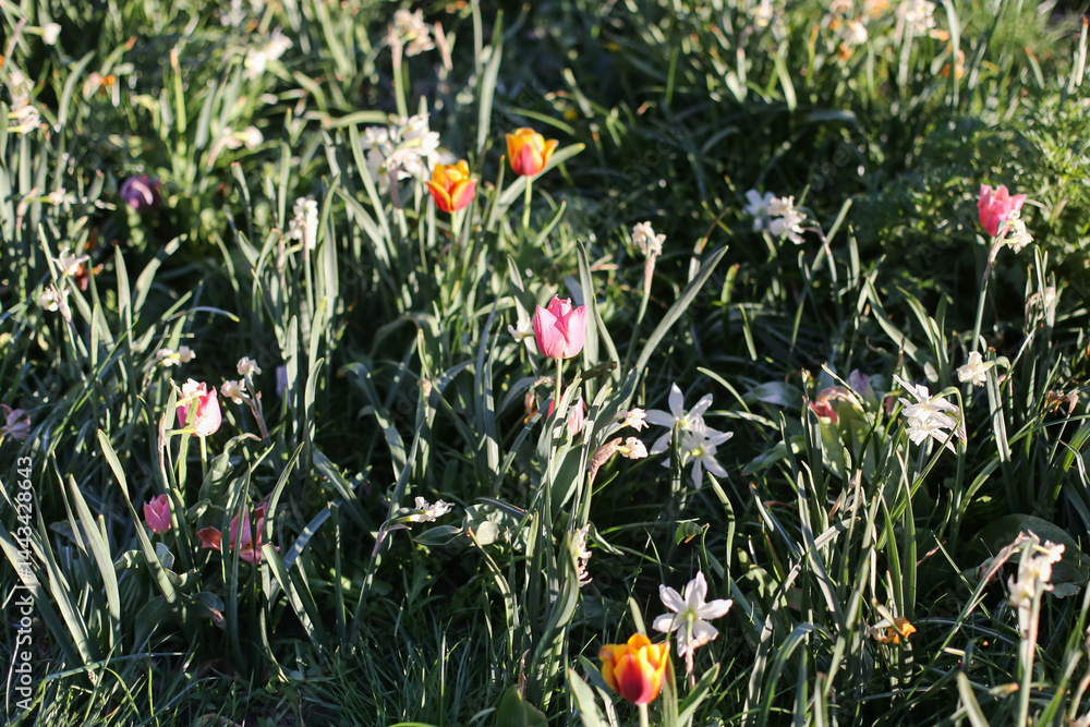 Spring meadow with tulips. Colorful flowers in the grass. Natural light and fresh blooms. Wild garden beauty. Peaceful floral scenery. Nature in full bloom. Outdoor springtime atmosphere.