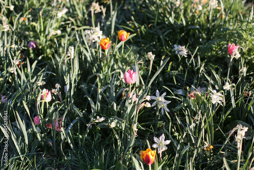 Spring meadow with tulips. Colorful flowers in the grass. Natural light and fresh blooms. Wild garden beauty. Peaceful floral scenery. Nature in full bloom. Outdoor springtime atmosphere.