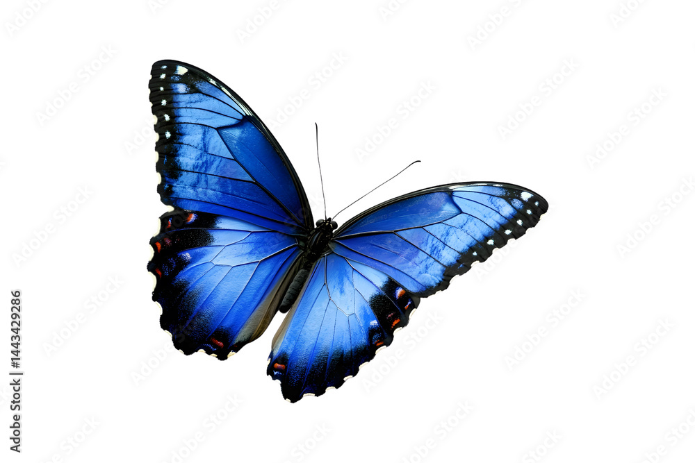 Obraz premium Dark blue flying butterfly isolated on white or transparent background