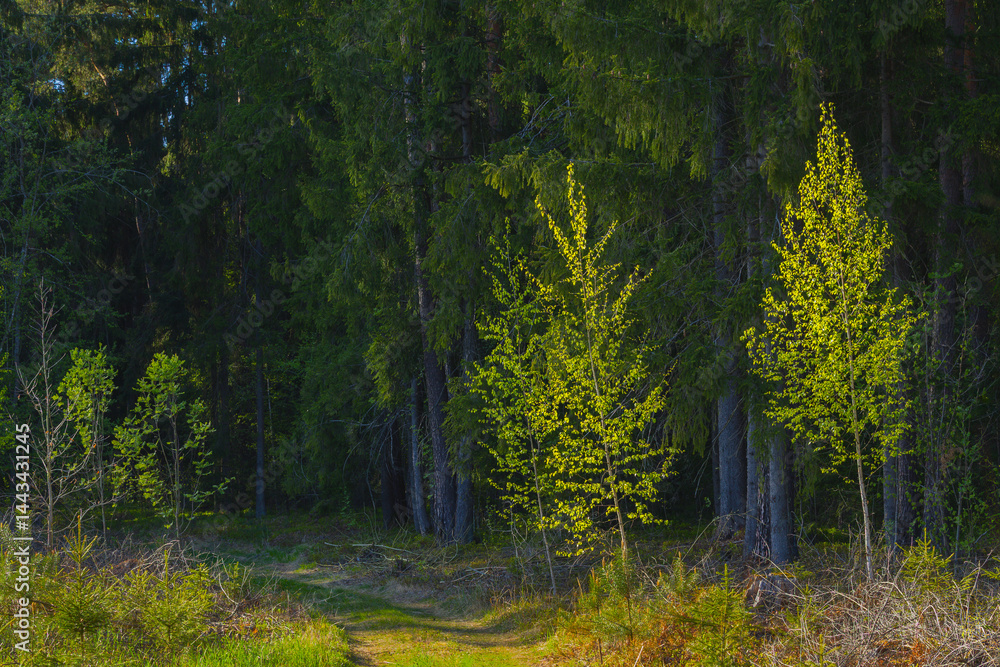 Fototapeta premium A Serene Forest Path Featuring Bright Green Trees Surrounded by Lush Nature and Tranquility