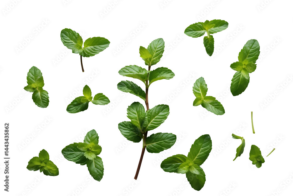 Fresh Mint Sprigs on a Pristine Isolated Surface, A Culinary Herb Showcase of Natural Greenery and Aromatic Essence for Ingredient Visuals Fresh Mint Sprigs on a Pristine Isolated Surface, A Culinary Herb Showcase of Natural Greenery and Aromatic Essence for Ingredient Visuals