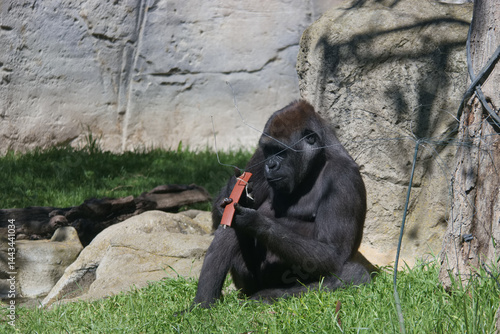 Obraz na płótnie Gorilla engaged with an object in a natural habitat setting during daylight hours w salonie