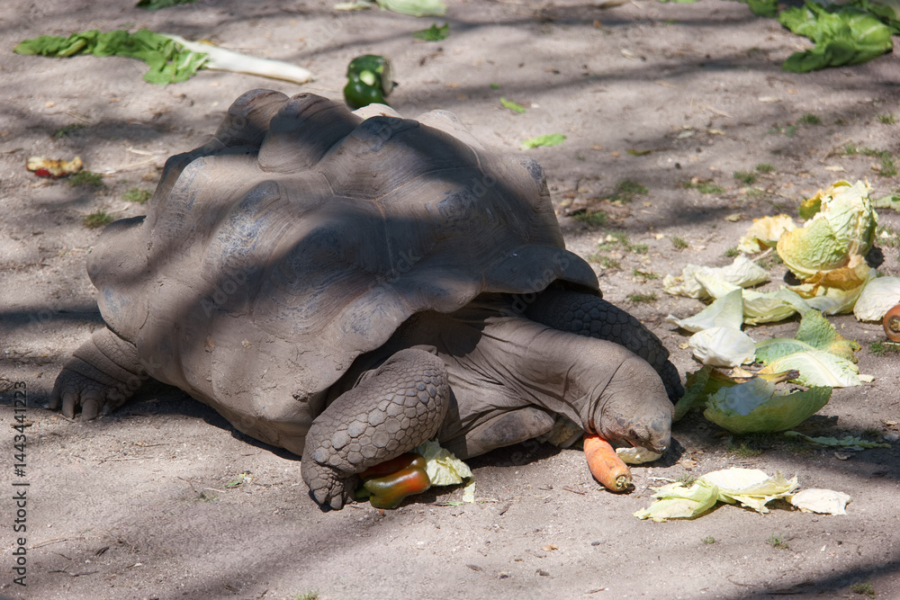 Giant tortoise enjoys a meal of lettuce and carrots in a sunny habitat during the day