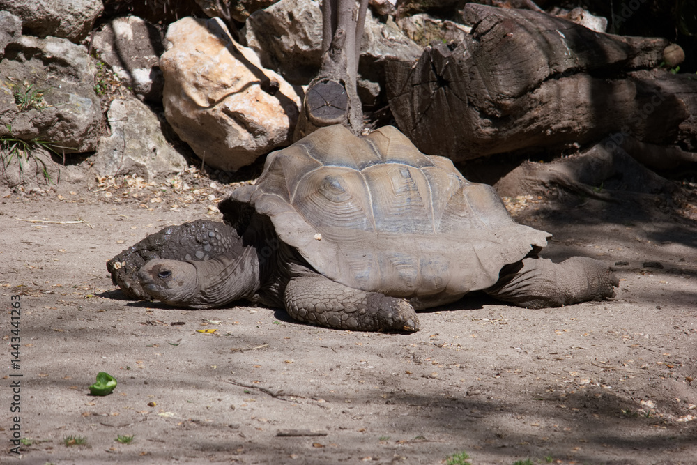 Giant tortoise resting in a natural habitat with rocks and vegetation surrounding