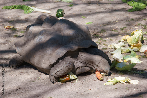 Obraz na płótnie Giant tortoise enjoys a meal of lettuce and carrots in a sunny habitat during the day w salonie