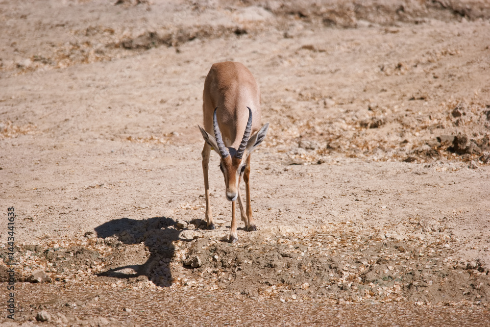 Young antelope approaches water source in arid landscape during midday sun