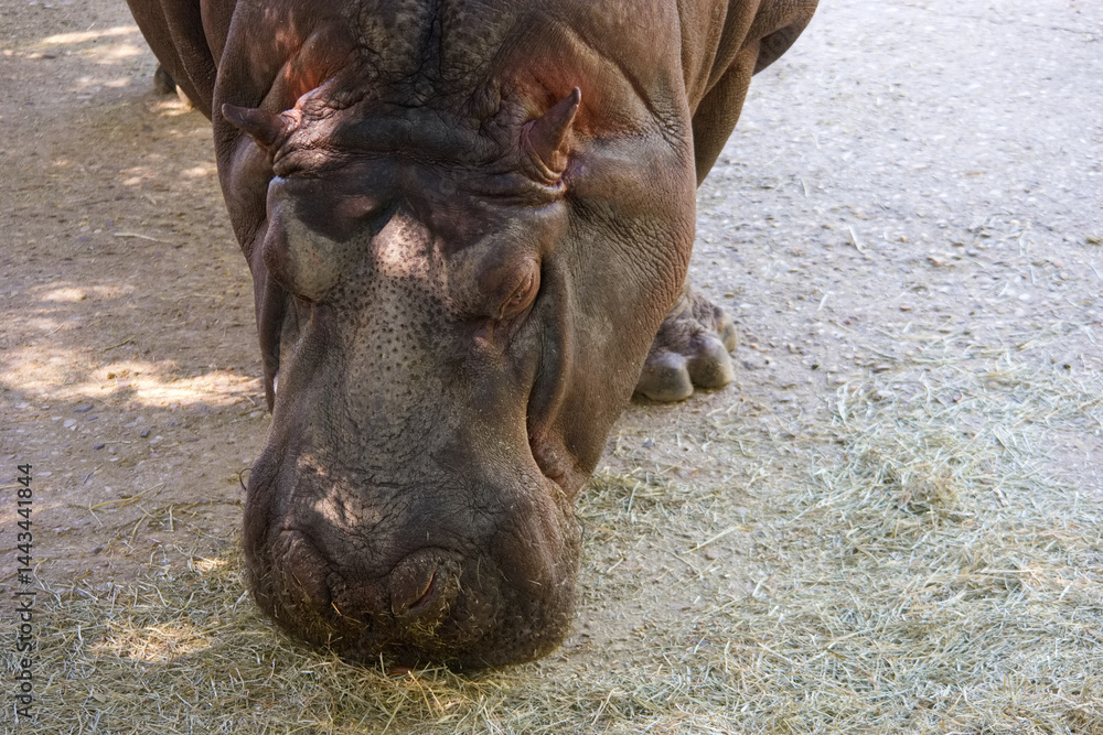 Hippo resting and grazing on grass in a sunlit area of the zoo during midday