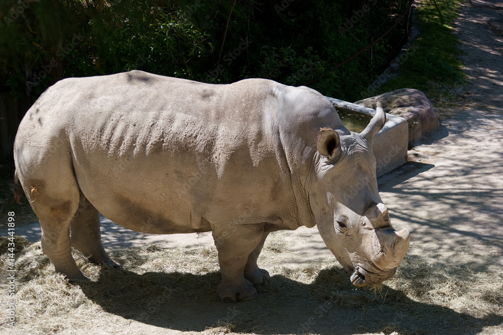 White rhinoceros grazes peacefully in the afternoon sun at a wildlife sanctuary