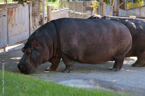 Hippo grazing in a spacious enclosure during a sunny afternoon at a wildlife reserve