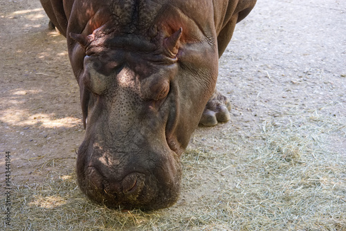 Obraz na płótnie Hippo resting and grazing on grass in a sunlit area of the zoo during midday w salonie
