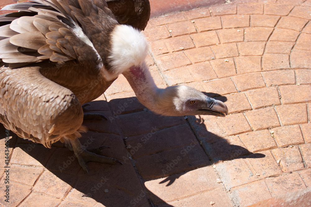 Majestic vulture in natural habitat showing intricate plumage and unique features while exploring the ground