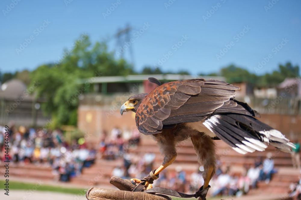 Hawk perched on falconer's glove at bird of prey exhibition in a sunny outdoor arena with audience watching silently