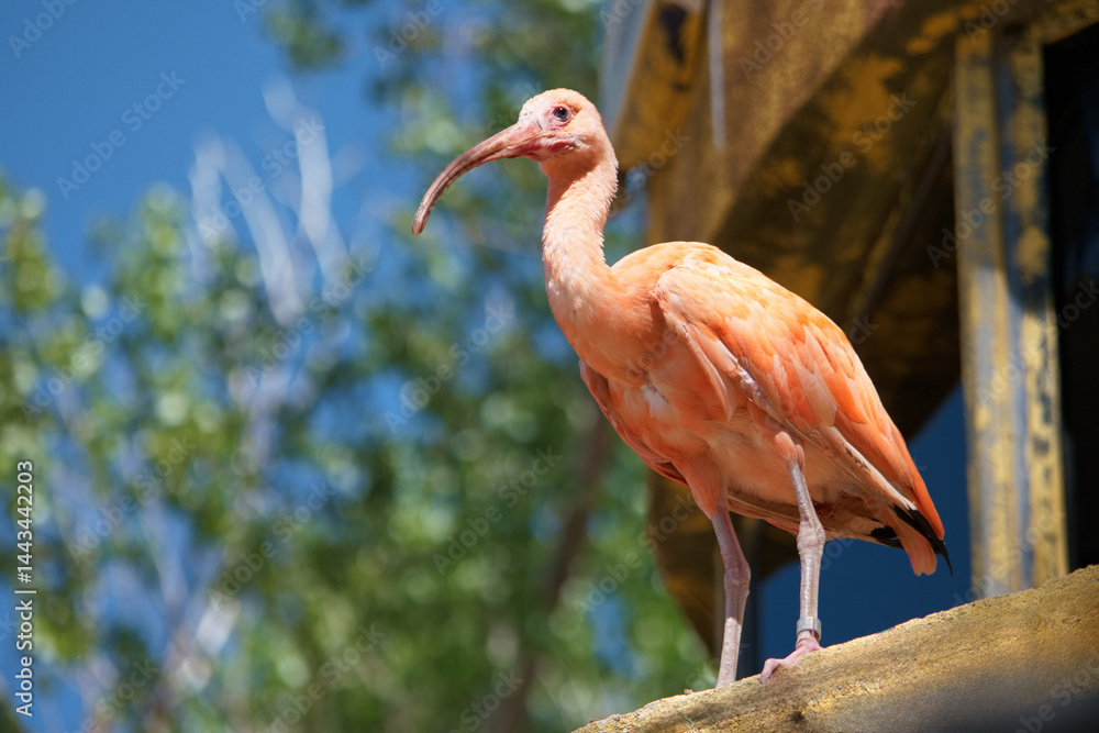 Colorful bird perched on a ledge against a bright blue sky in a lush environment during daylight hours