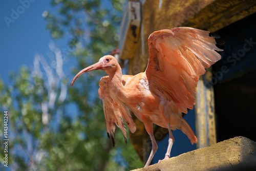Obraz na płótnie Pink bird spreads wings on a sunny day near a colorful structure surrounded by greenery and blue sky w salonie