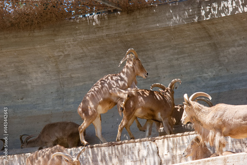 Obraz na płótnie Mountain goats engage in social behaviors in rocky habitat during sunny afternoon w salonie