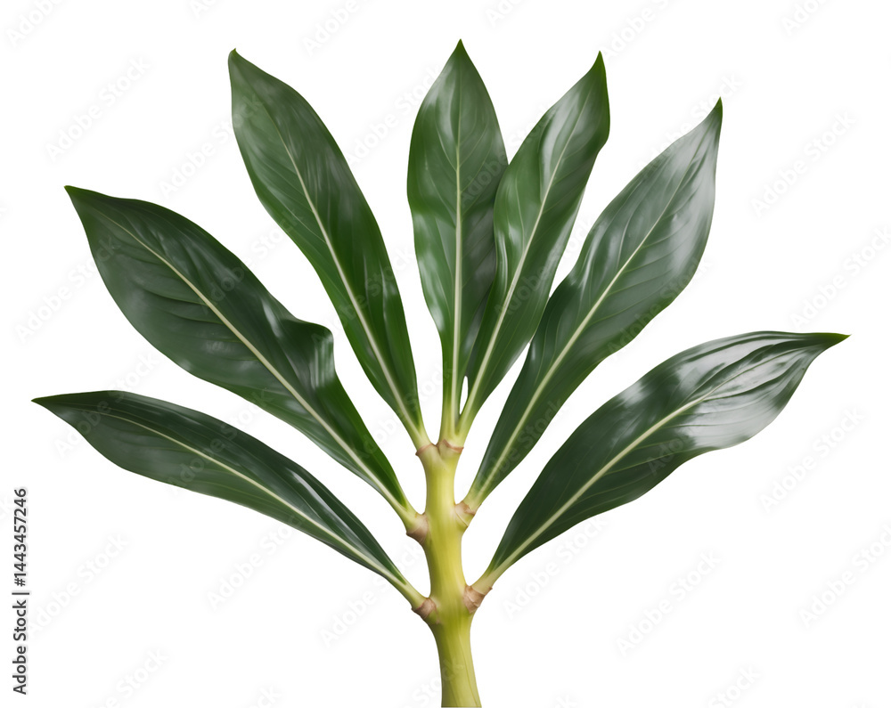 Fototapeta premium Isolated close-up of ginger plant leaves showcasing their lance shape and vibrant green color, providing a detailed view of botanical texture and form