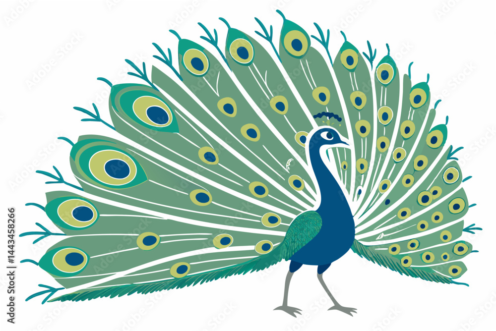 Fototapeta premium peacock with feathers