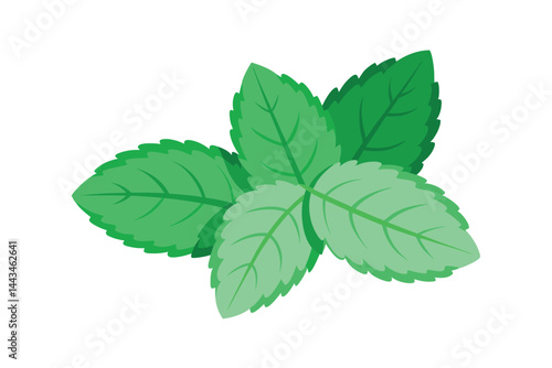 mint leaves isolated on white background