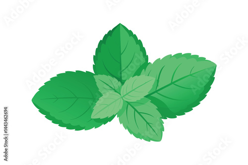 mint leaves isolated on white background